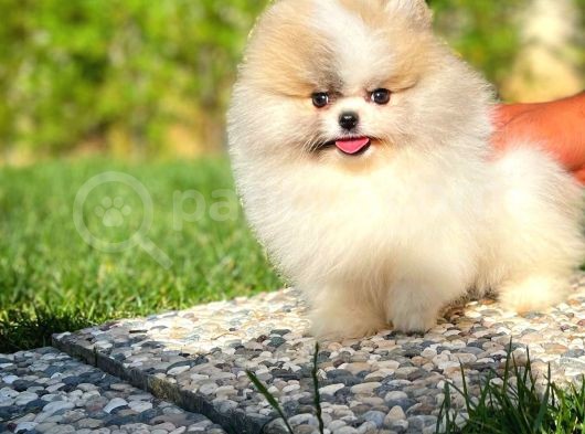 Basık Surat 0,5 Burun Ödül Adayı Scrli Safkan Boo Pomeranian görsel