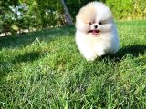 Basık Surat 0,5 Burun Ödül Adayı Scrli Safkan Boo Pomeranian