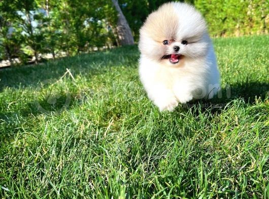 Basık Surat 0,5 Burun Ödül Adayı Scrli Safkan Boo Pomeranian görsel