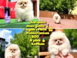 Basık Surat 0,5 Burun Yarışma Düzeyinde Safkan Boo Pomeranian