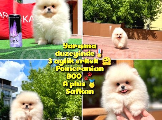 Basık Surat 0,5 Burun Yarışma Düzeyinde Safkan Boo Pomeranian