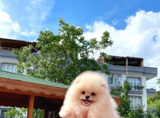 Basık Surat 0,5 Burun Yarışma Düzeyinde Safkan Boo Pomeranian görsel