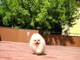 Basık Surat 0,5 Burun Yarışma Düzeyinde Safkan Boo Pomeranian