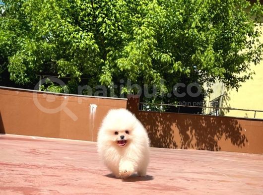 Basık Surat 0,5 Burun Yarışma Düzeyinde Safkan Boo Pomeranian görsel