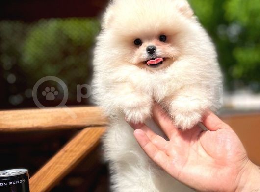 Basık Surat 0,5 Burun Yarışma Düzeyinde Safkan Boo Pomeranian görsel