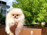 Basık Surat 0,5 Burun Yarışma Düzeyinde Safkan Boo Pomeranian