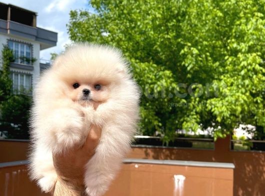 Basık Surat 0,5 Burun Yarışma Düzeyinde Safkan Boo Pomeranian görsel