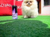 Basık Surat 0,5 Burun Yarışma Düzeyinde Safkan Boo Pomeranian