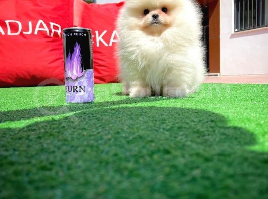 Basık Surat 0,5 Burun Yarışma Düzeyinde Safkan Boo Pomeranian görsel