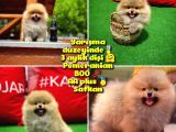 Basık Surat 0,5 Burun Ödül Adayı Safkan Boo Pomeranian