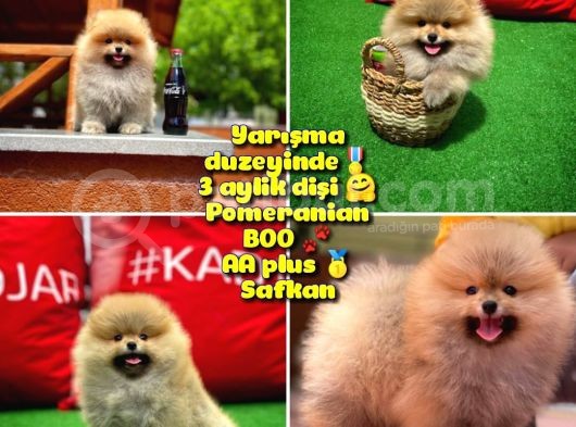 Basık Surat 0,5 Burun Ödül Adayı Safkan Boo Pomeranian