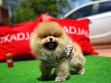 Basık Surat 0,5 Burun Ödül Adayı Safkan Boo Pomeranian