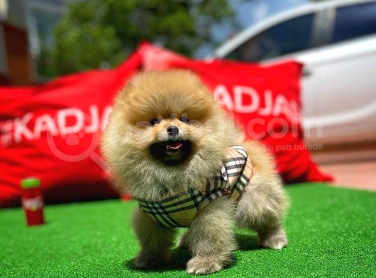 Basık Surat 0,5 Burun Ödül Adayı Safkan Boo Pomeranian görsel
