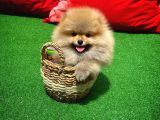 Basık Surat 0,5 Burun Ödül Adayı Safkan Boo Pomeranian