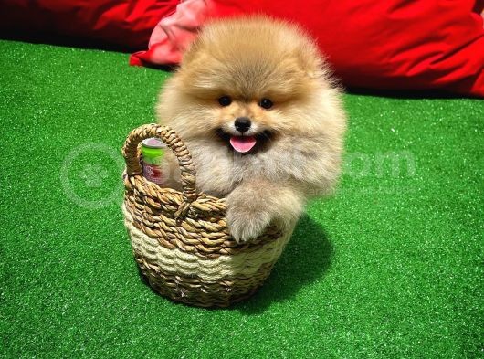 Basık Surat 0,5 Burun Ödül Adayı Safkan Boo Pomeranian görsel