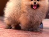 Basık Surat 0,5 Burun Ödül Adayı Safkan Boo Pomeranian