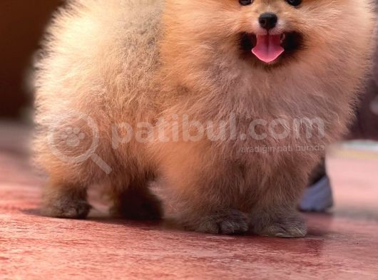 Basık Surat 0,5 Burun Ödül Adayı Safkan Boo Pomeranian görsel