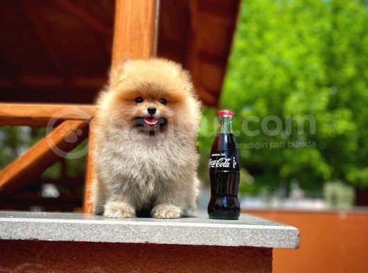 Basık Surat 0,5 Burun Ödül Adayı Safkan Boo Pomeranian görsel
