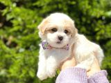 Yavru Malti̇poo