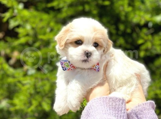 Yavru Malti̇poo görsel