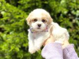 Yavru Malti̇poo
