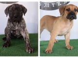 Türkiye'nin En İyileri Muhteşem Presa Canario Yavrular