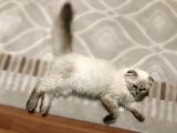 Scottish Fold Ve Straight
