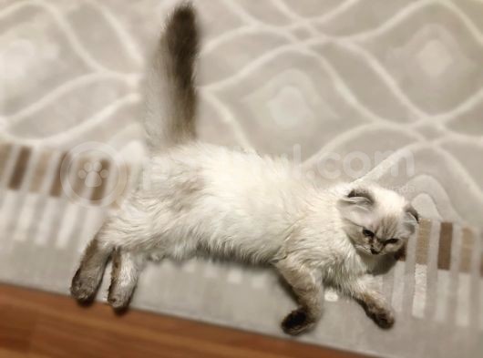 Scottish Fold Ve Straight görsel