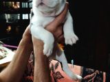 Pitbull Amerikan Staffordshire Terrier
