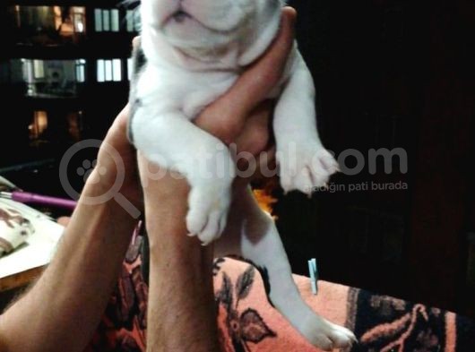 Pitbull Amerikan Staffordshire Terrier görsel