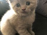 Erkek Scottish Fold Yavru 2 Aylık