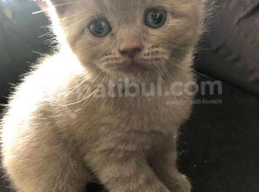 Erkek Scottish Fold Yavru 2 Aylık