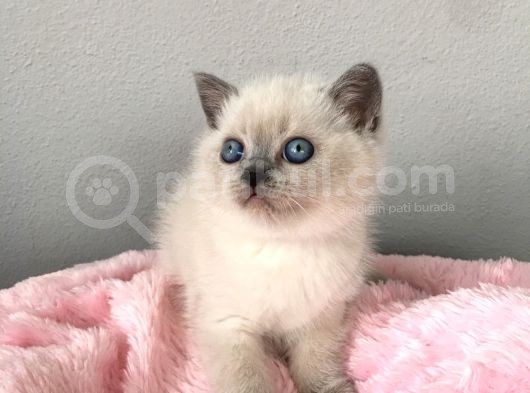 Blue Point British Shorthair Yavrularımız görsel