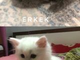 Scottish Fold Ve Straight