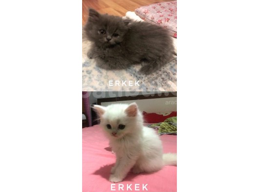 Scottish Fold Ve Straight