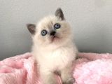 Blue Point British Shorthair Yavrularımız