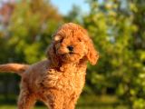 Red Brown Toy Poodle Yavrular
