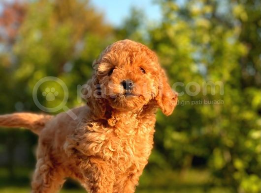 Red Brown Toy Poodle Yavrular