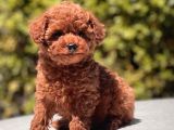 Red Brown Toy Poodle Yavrular