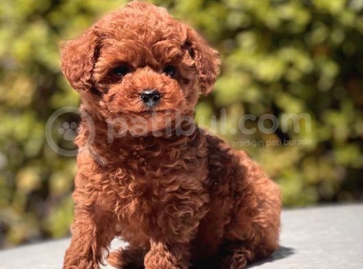 Red Brown Toy Poodle Yavrular görsel