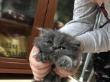 Scottish Fold Ve Straight