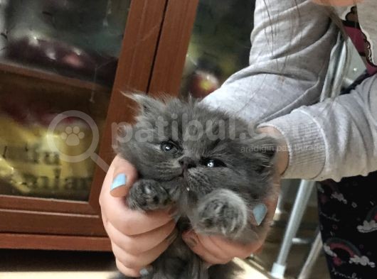 Scottish Fold Ve Straight görsel