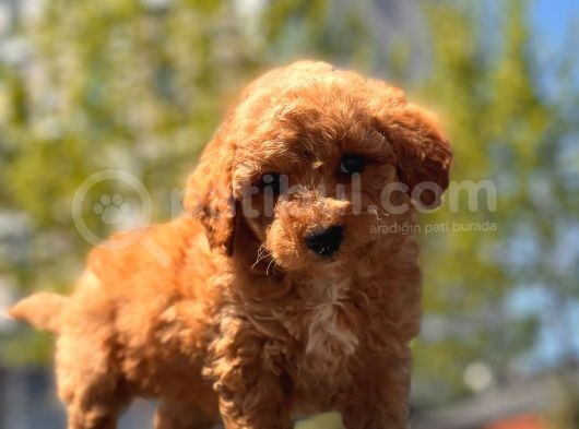 Sağlık Garanti̇li̇ Toy Poodle Yavrular görsel