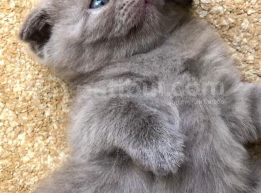 Erkek Scottish Fold Yavru 2 Aylık görsel