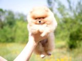 Teddy Face Ayı Surat Pomerani̇an Boo Yavrularımız