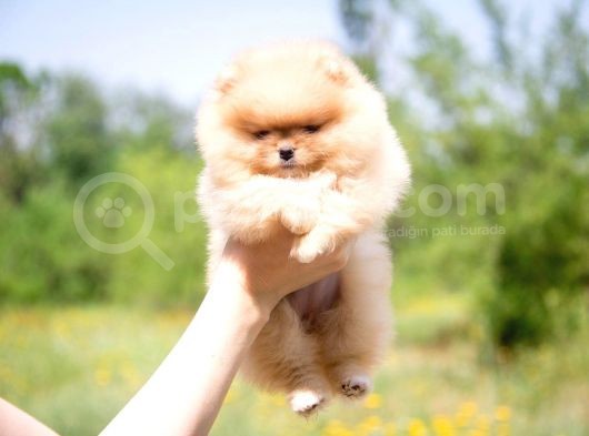 Teddy Face Ayı Surat Pomerani̇an Boo Yavrularımız