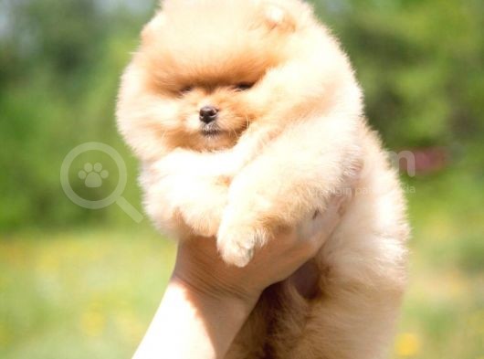 Teddy Face Ayı Surat Pomerani̇an Boo Yavrularımız görsel
