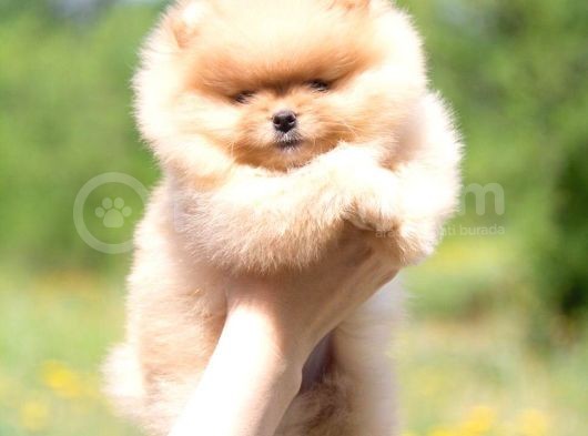 Teddy Face Ayı Surat Pomerani̇an Boo Yavrularımız görsel