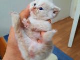 Scottish Fold Karamel-Beyaz