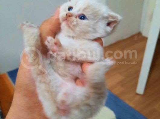 Scottish Fold Karamel-Beyaz görsel
